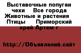 Выставочные попугаи чехи  - Все города Животные и растения » Птицы   . Приморский край,Артем г.